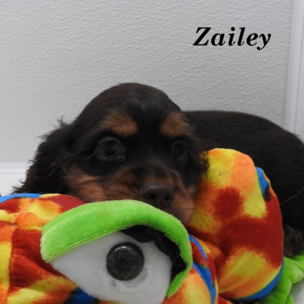 puppy, for, sale, Cocker Spaniel, Joe & Cherri  Overlease, dog, breeder, Miller, MO, dog-breeder, puppy-for-sale, forsale, nearby, find, puppyfind, locator, puppylocator, aca